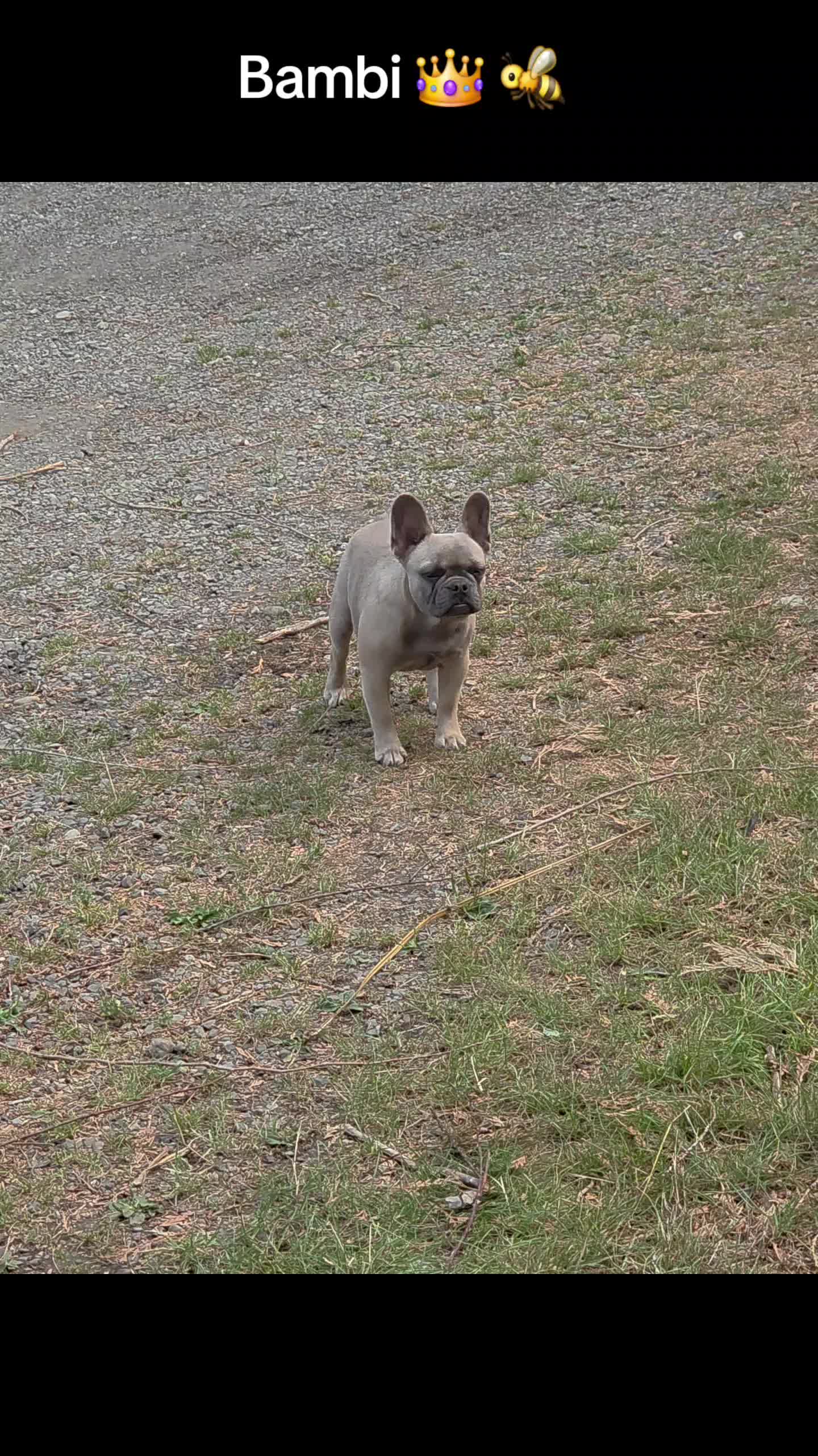@bkrfrenchies