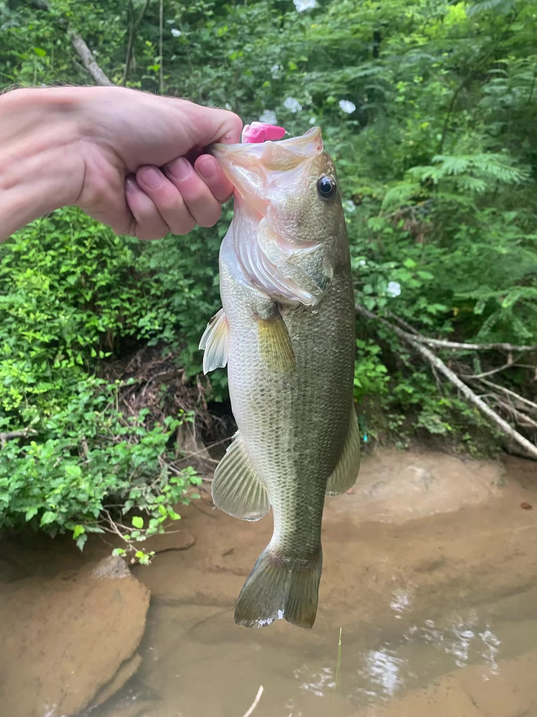 @wood.fishing