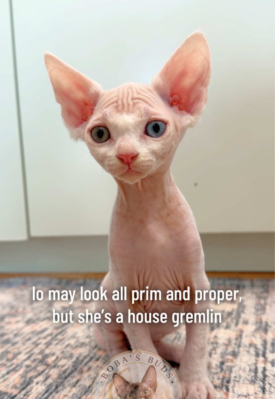 @Boba’s Buds Minskin Cats