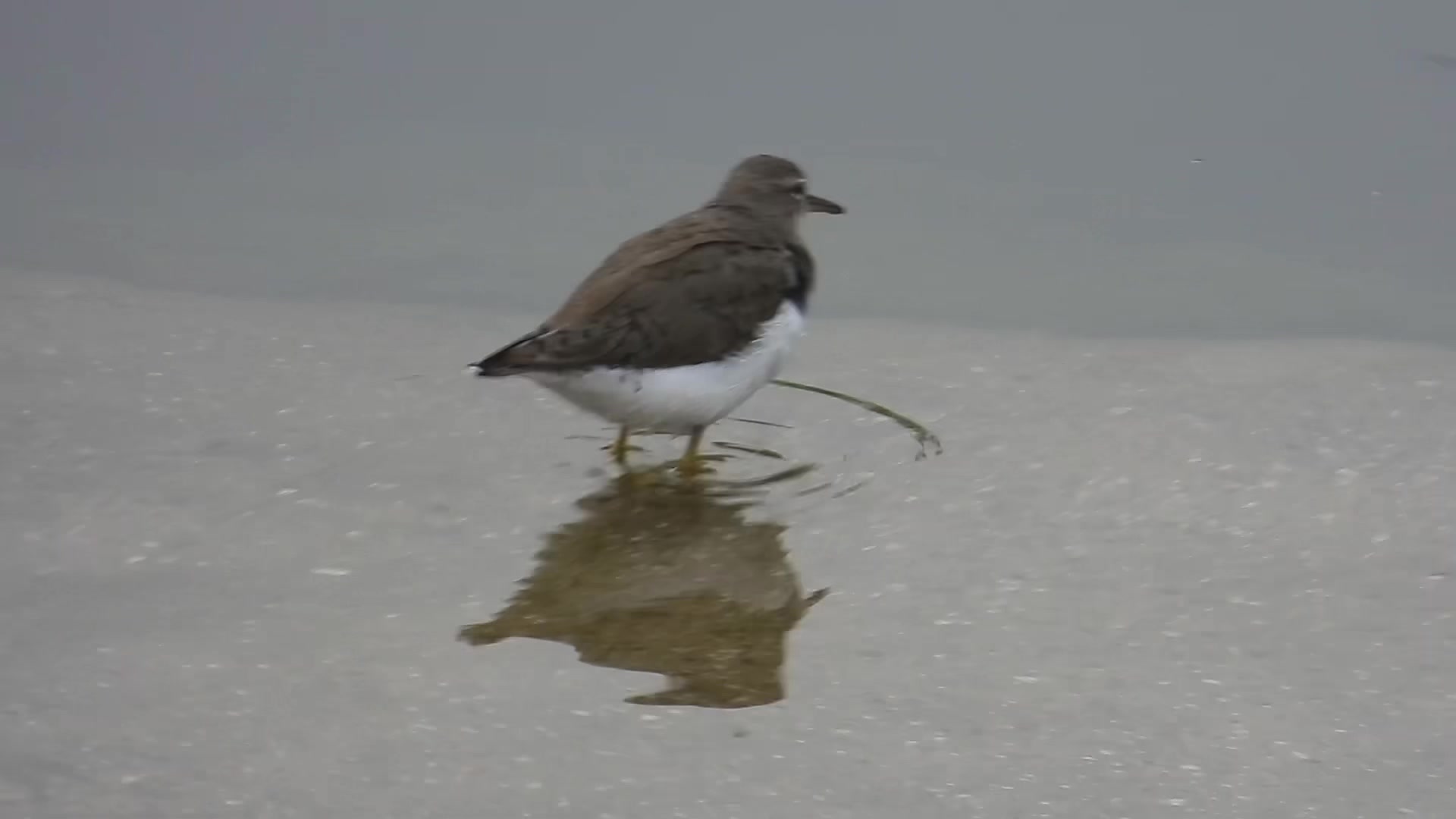 @agavnythepigeon