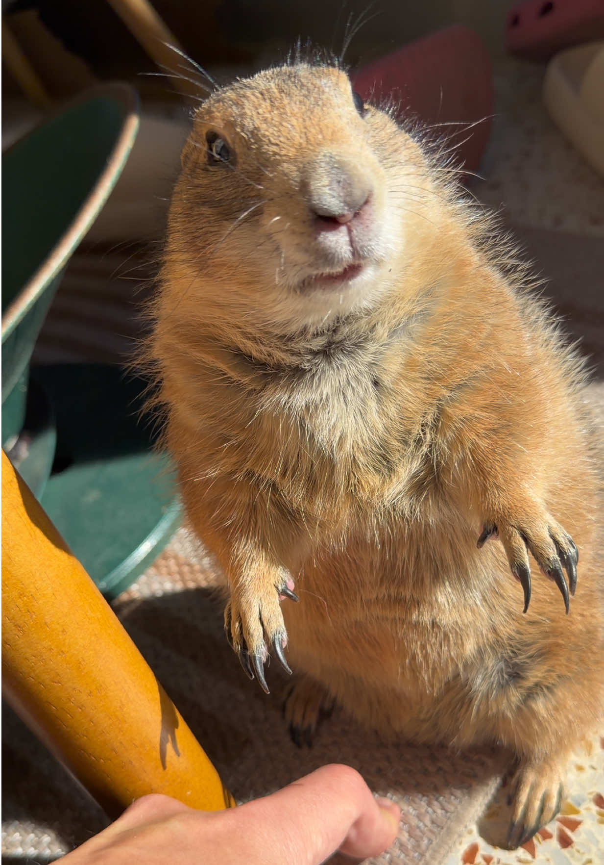 @Poppy the Prairie Dog
