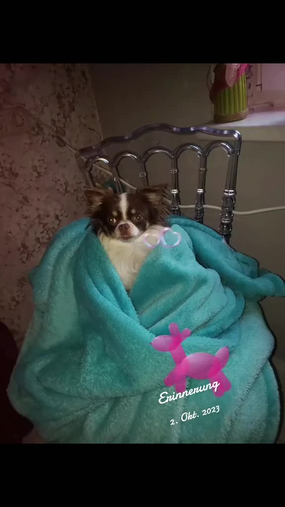 @Melody Gismo Peanut Brownie🐶❤