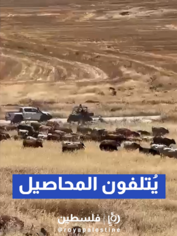 @Royapalestine رؤيا فلسطين