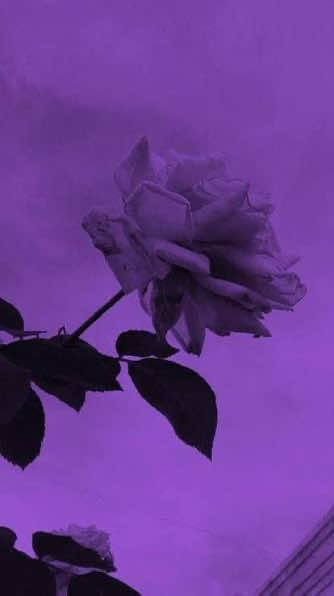 @Aly★𝒱𝒾𝓇𝑔𝒾𝓁’𝓈 𝓁𝑜𝓋𝑒𝓇