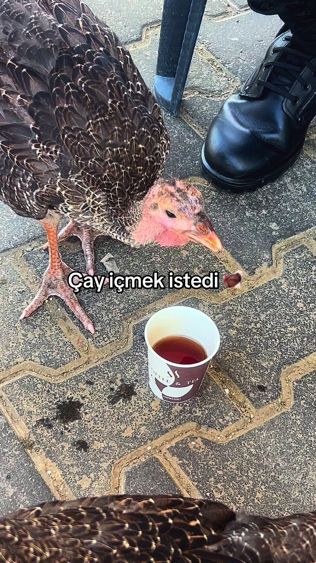 @๐ก๐๐ค๐๐ง๐จ๐๐๐ข๐๐ข๐๐ฅ๐๐