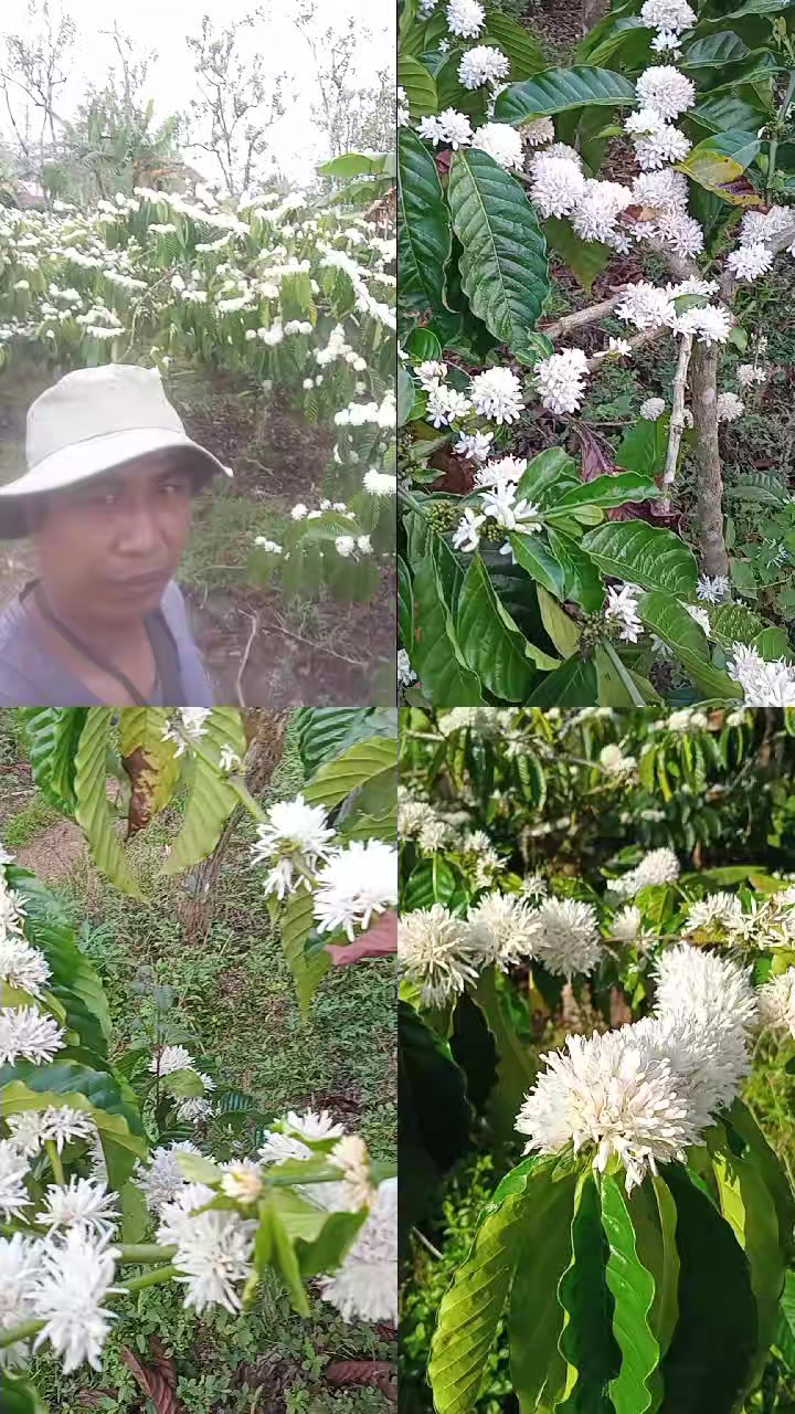@Nyoman Suardana