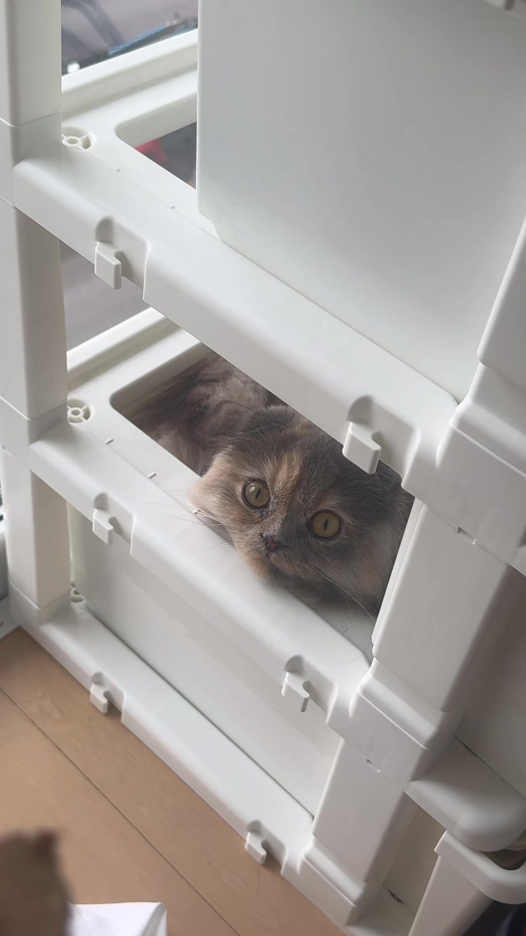 @マイクワゾウスキー