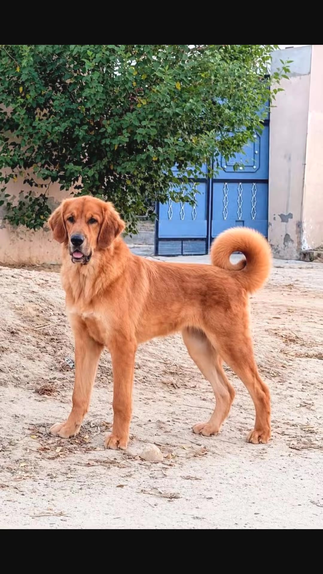 @Kashmiri_Bakrwal_Dog
