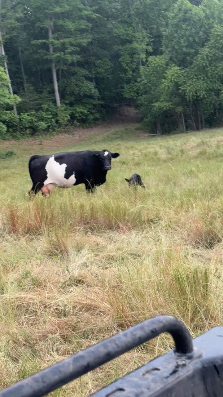 @tripleclivestock