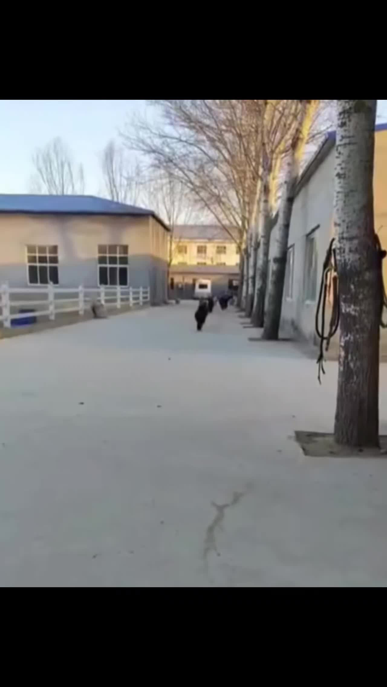 @wild_animal123