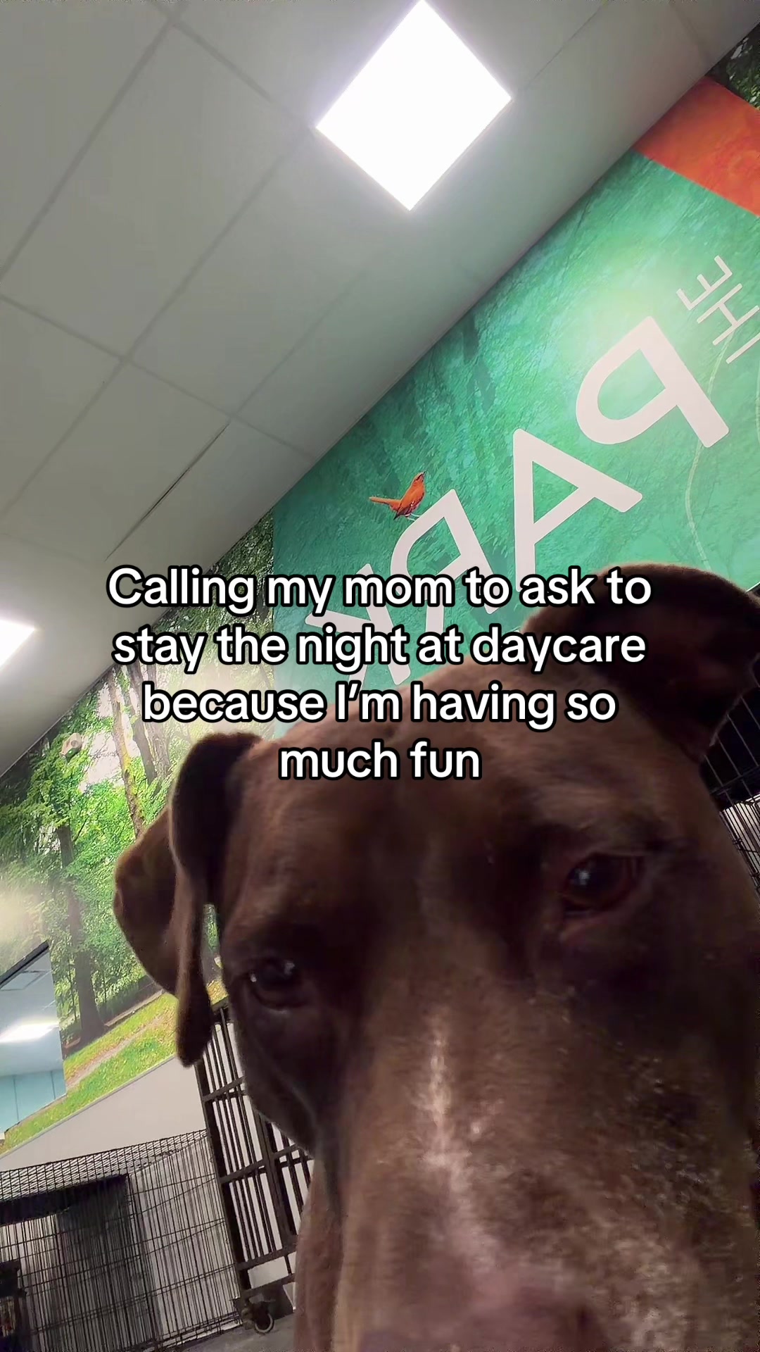 @Dogtopia South Ann Arbor