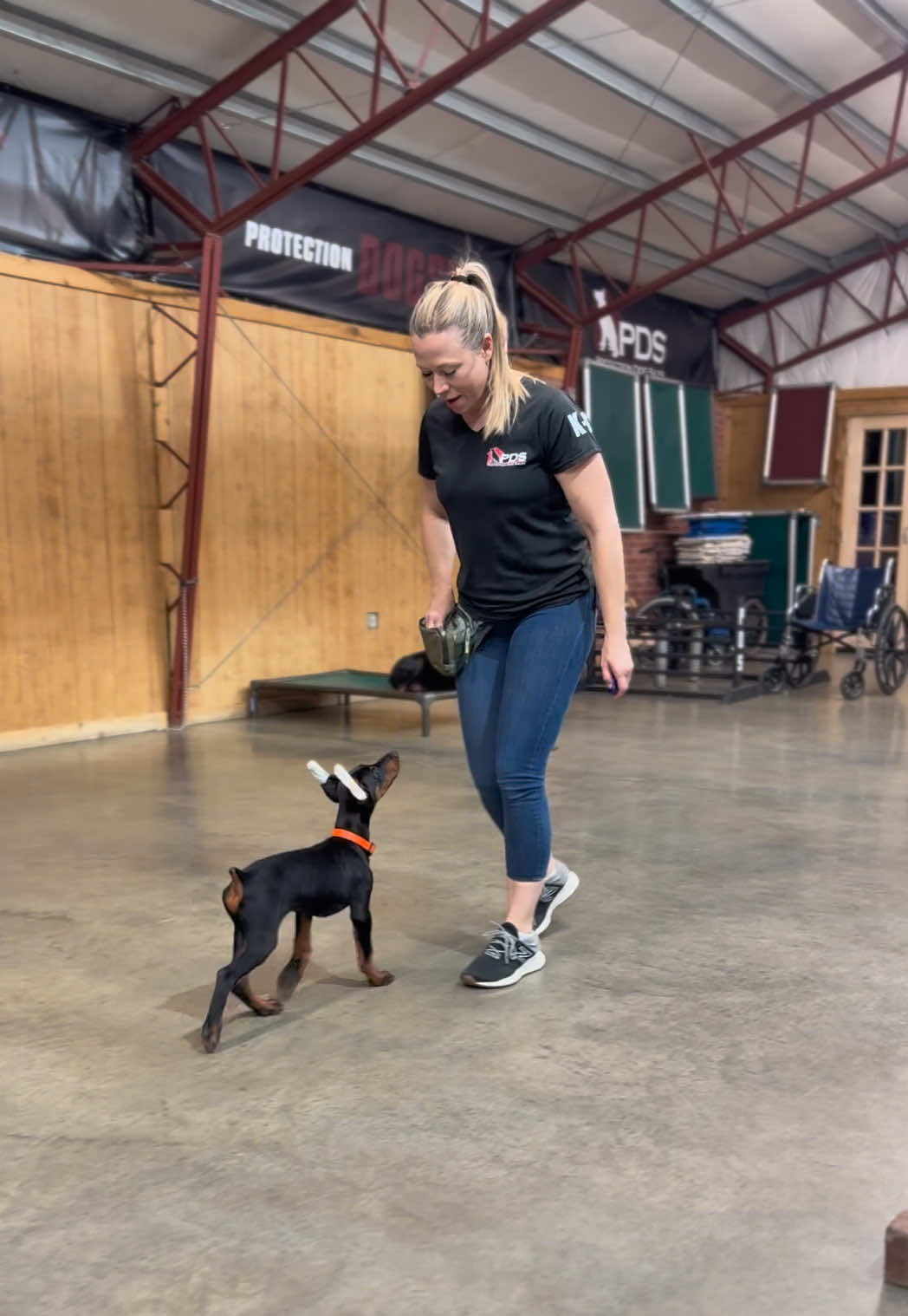 @Protection Dog Sales