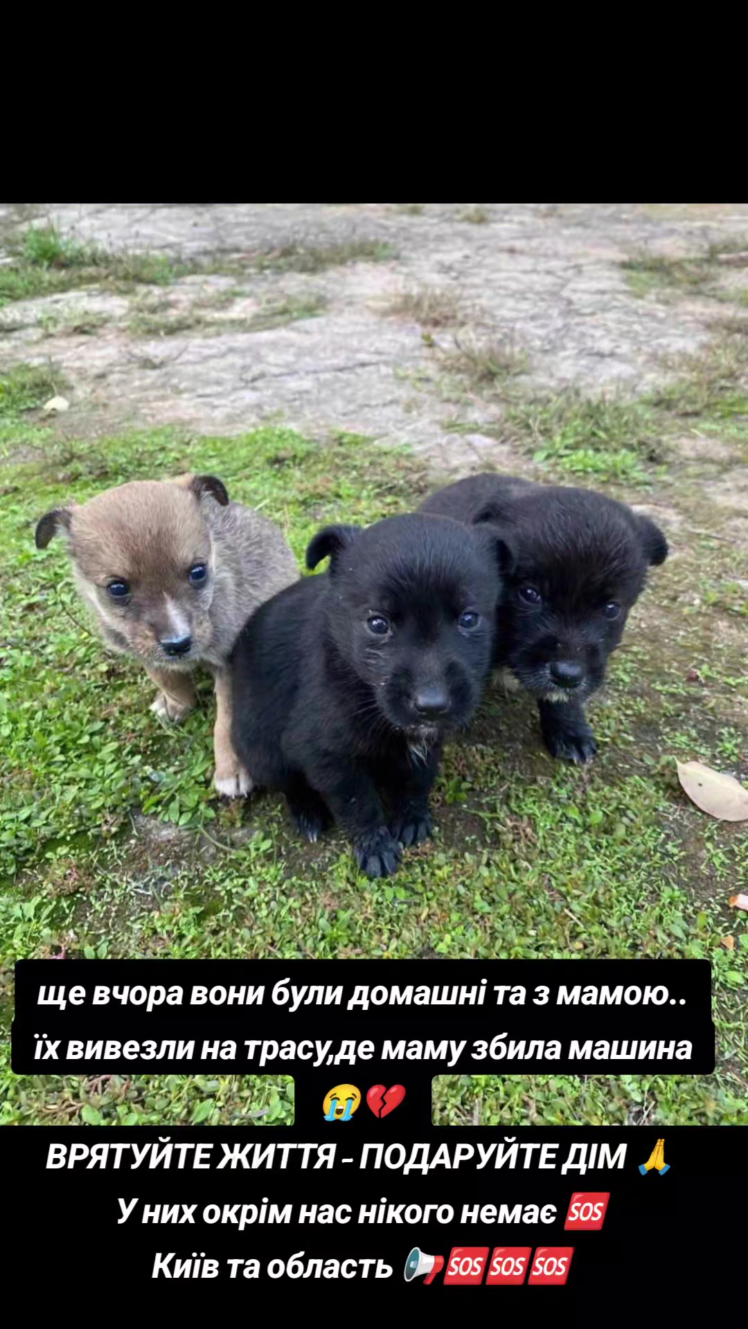 @MosakAnimalHub