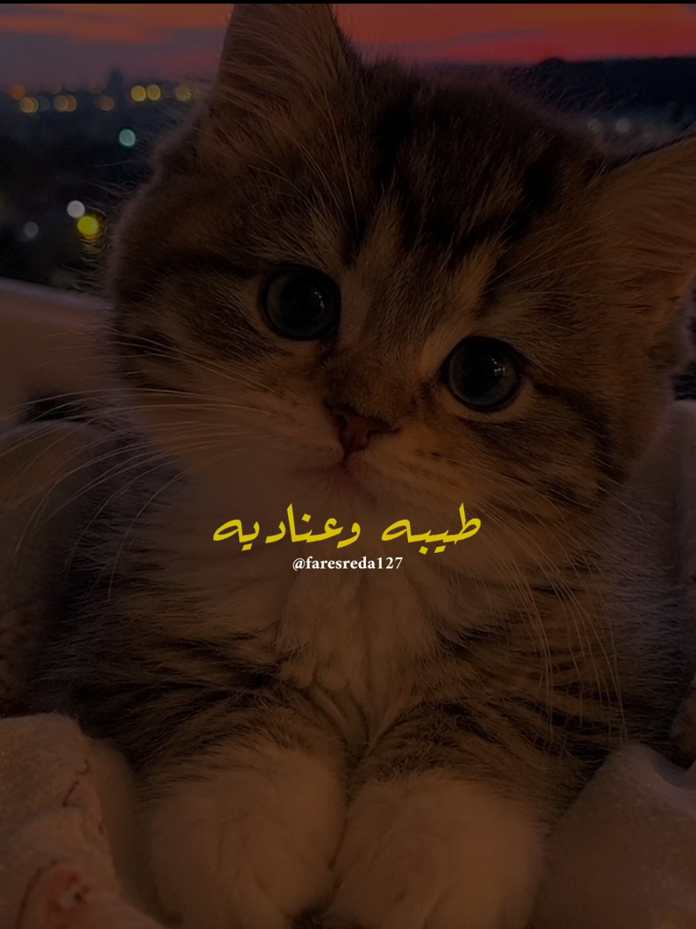 @فــارس♡