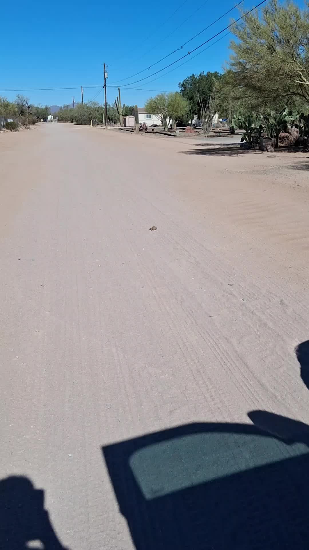 @DesertQueen🌵🐓