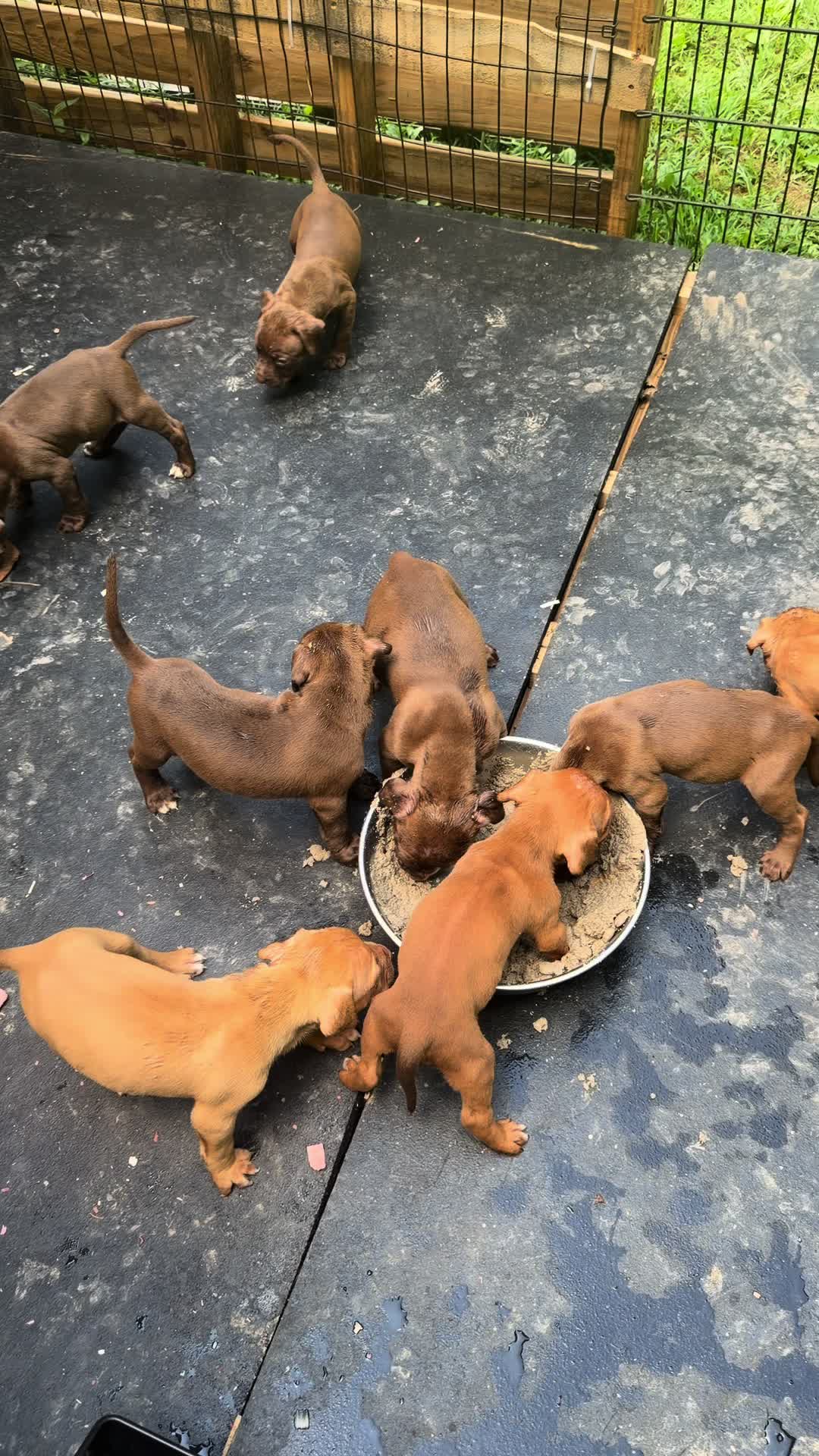 @WorldGoneMadKennels