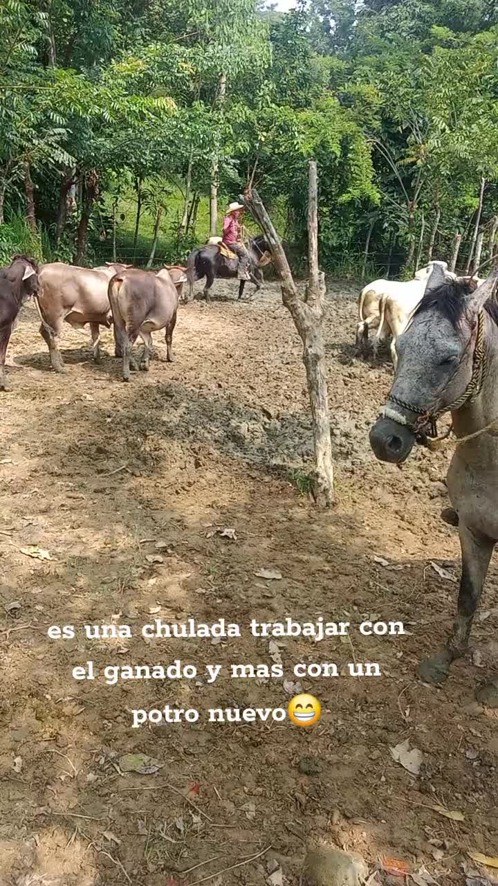 @Juan Altunar