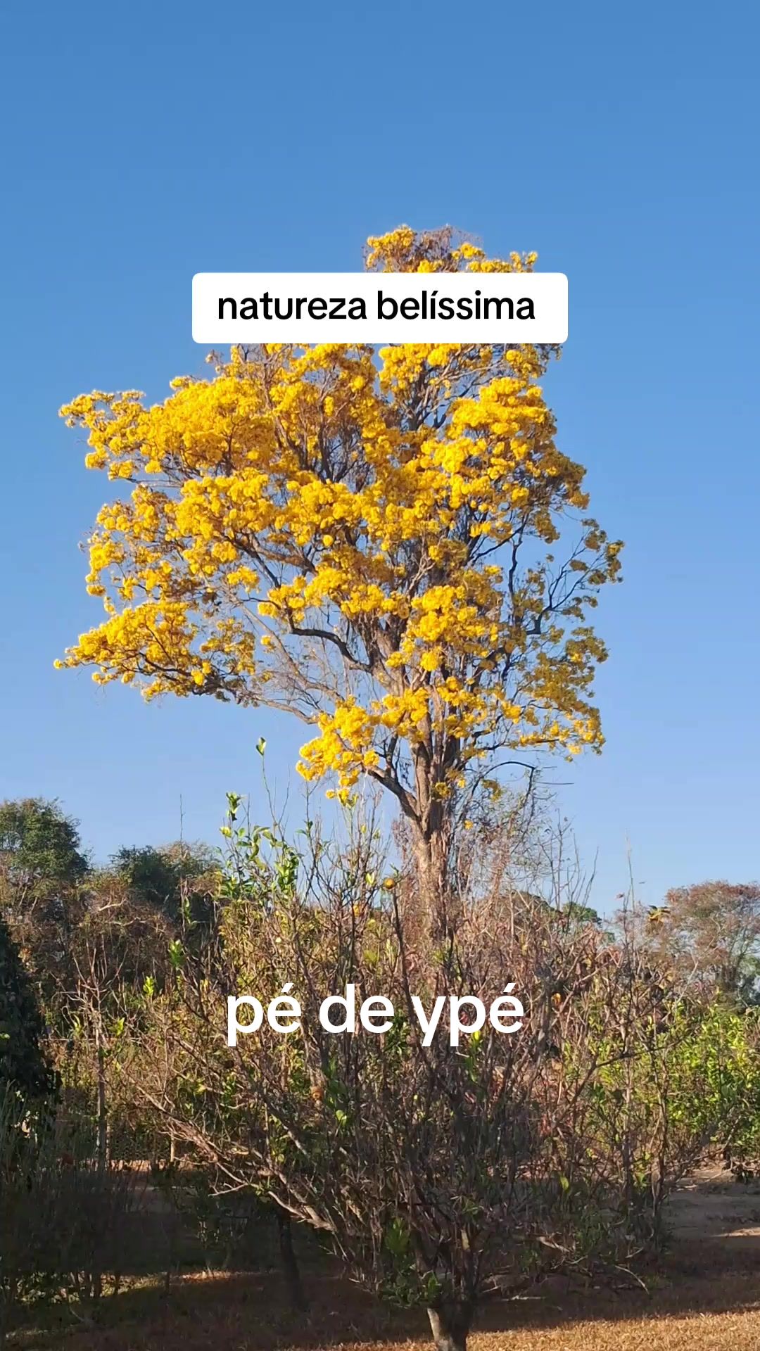 @Joana Morais