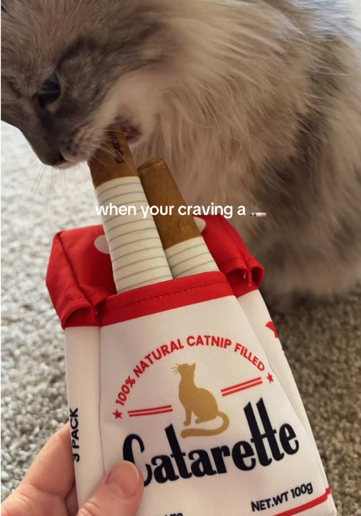 @Velvet Paws