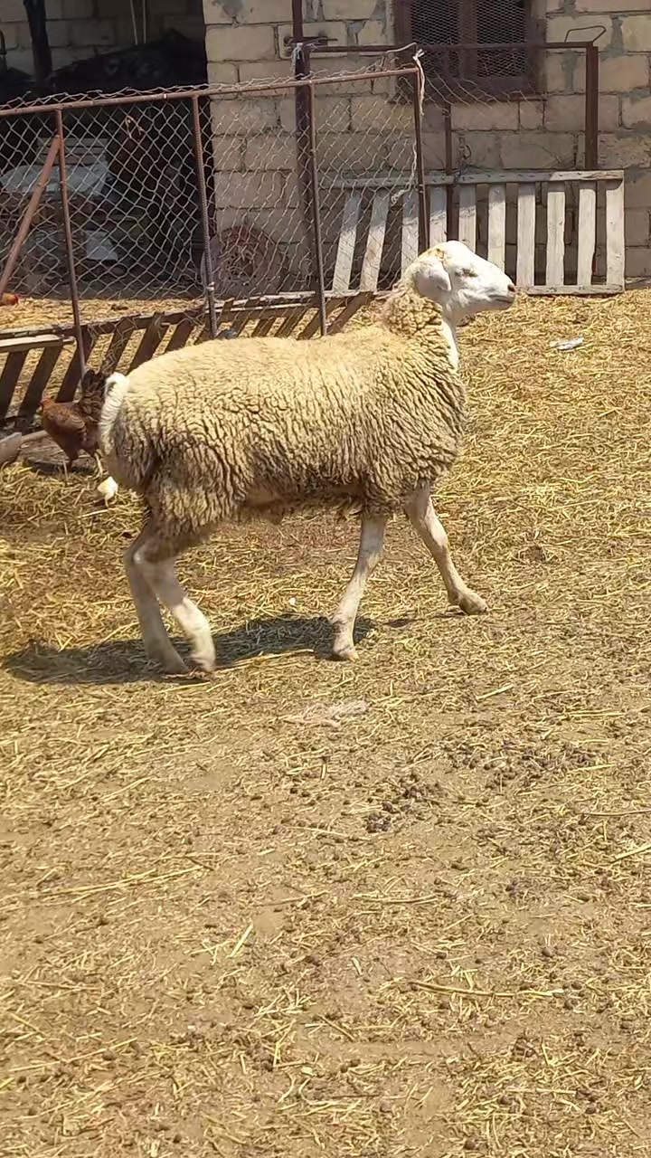 @Çöl.adamı