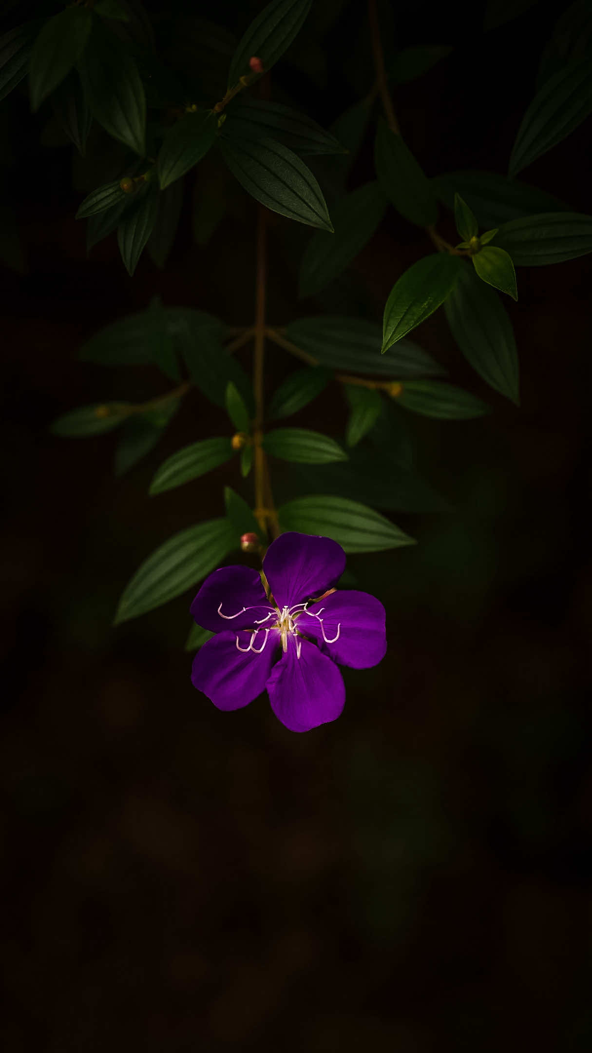 @𝑻𝒂̂𝒏 𝑻𝒉𝒊