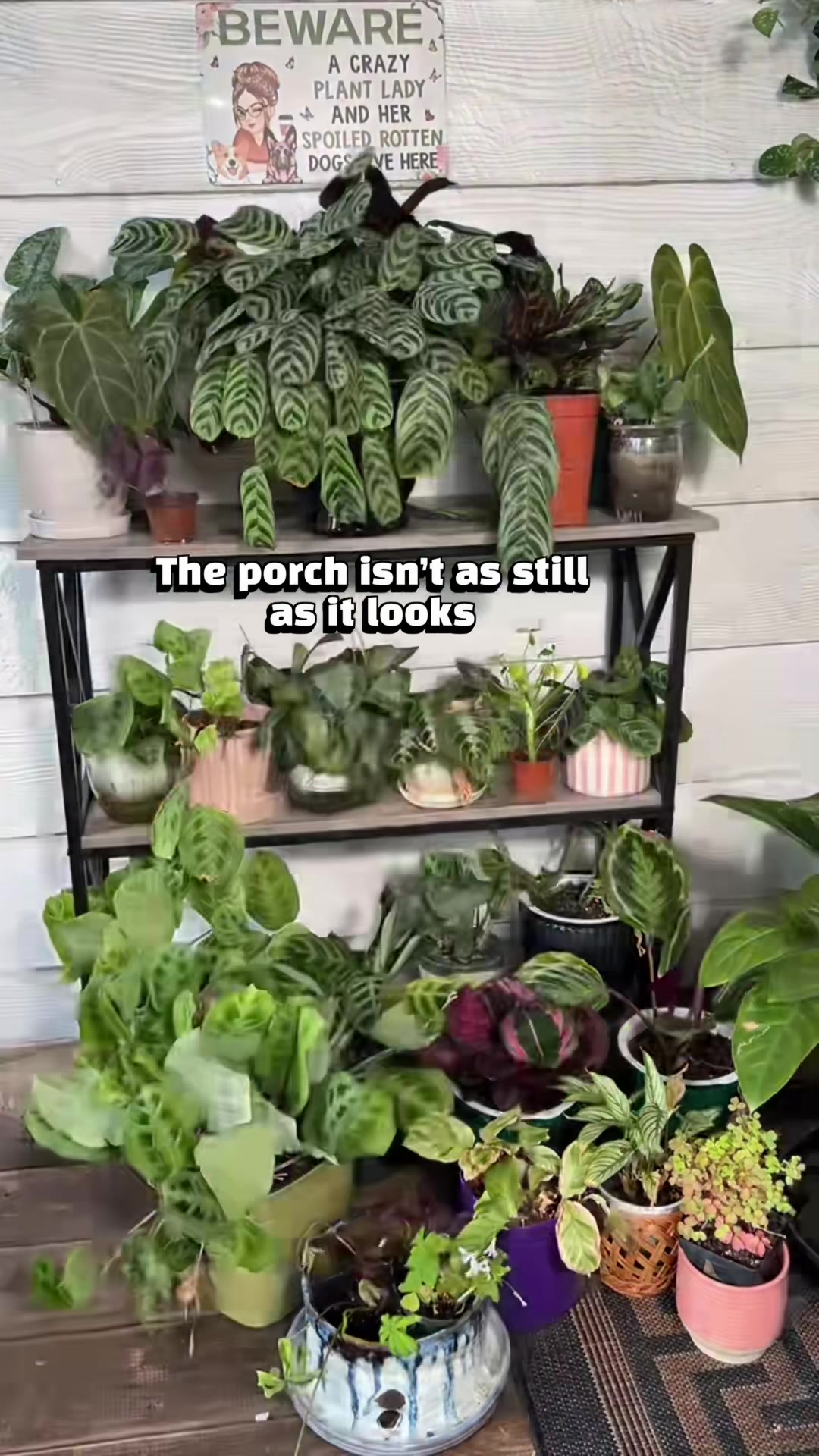 @Pothosiblyaboutplants