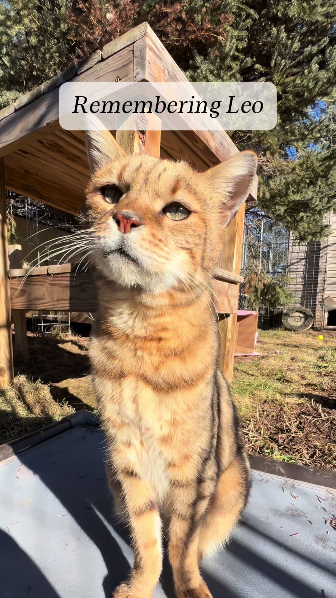 @The Wildcat Sanctuary