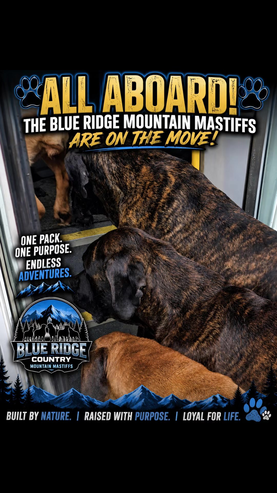 @Blue Ridge Mountain Mastiff’s