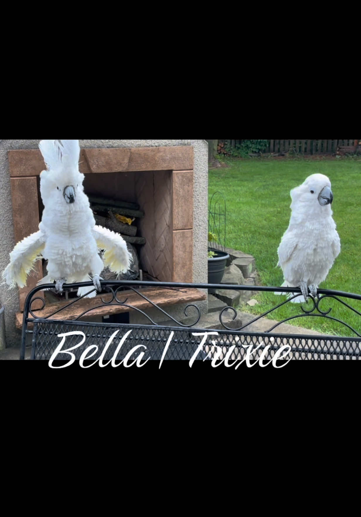 @bella_trixie_official