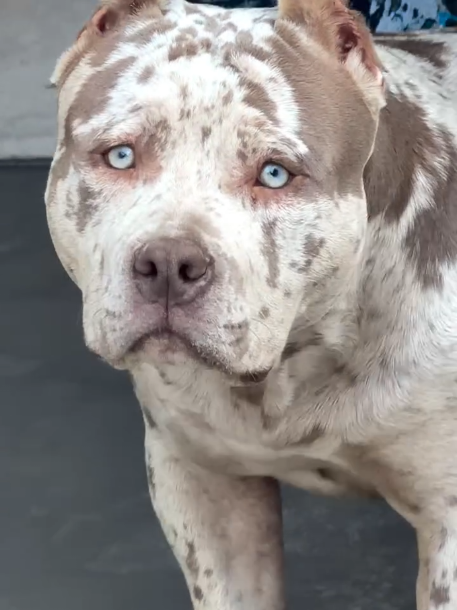 @K9 DZ