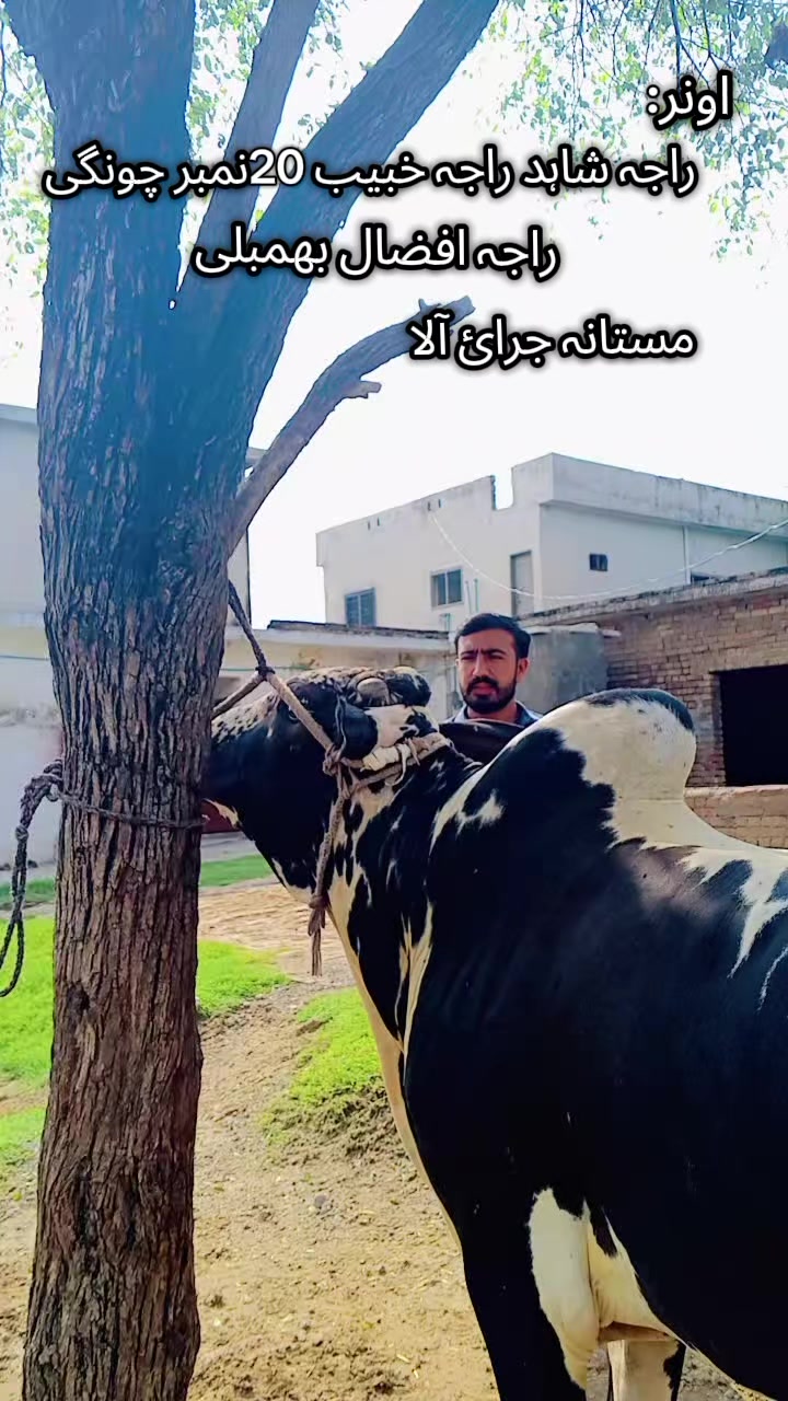@✨نمبردار راجہ افضال✨