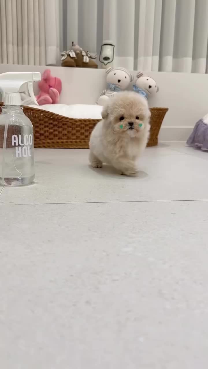 @Aloha Teacup Puppies