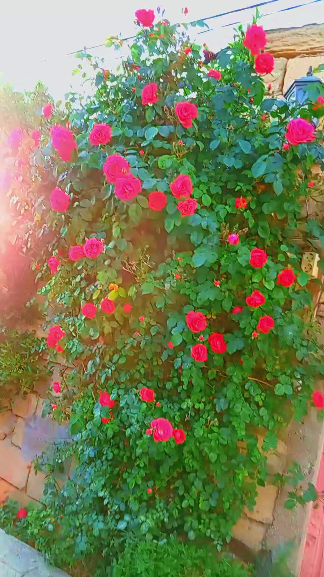 @ibrah1mli_00