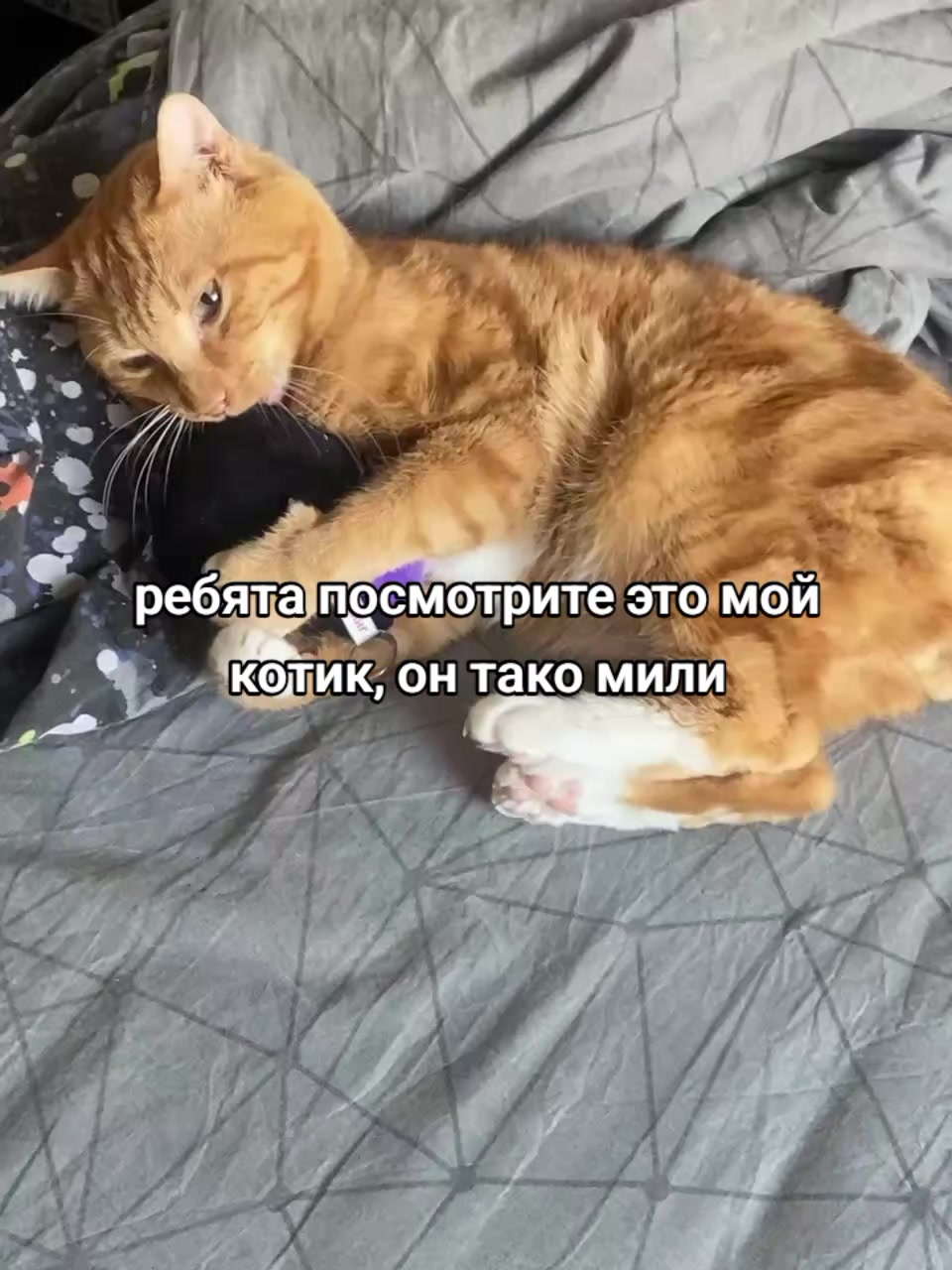@тгк Сборник песенок и хуйни