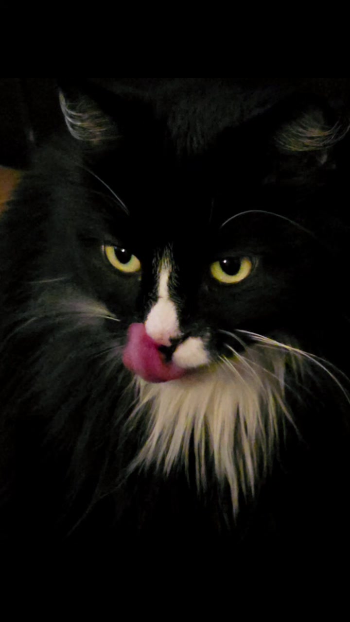 @AtticaTheTuxedoCat