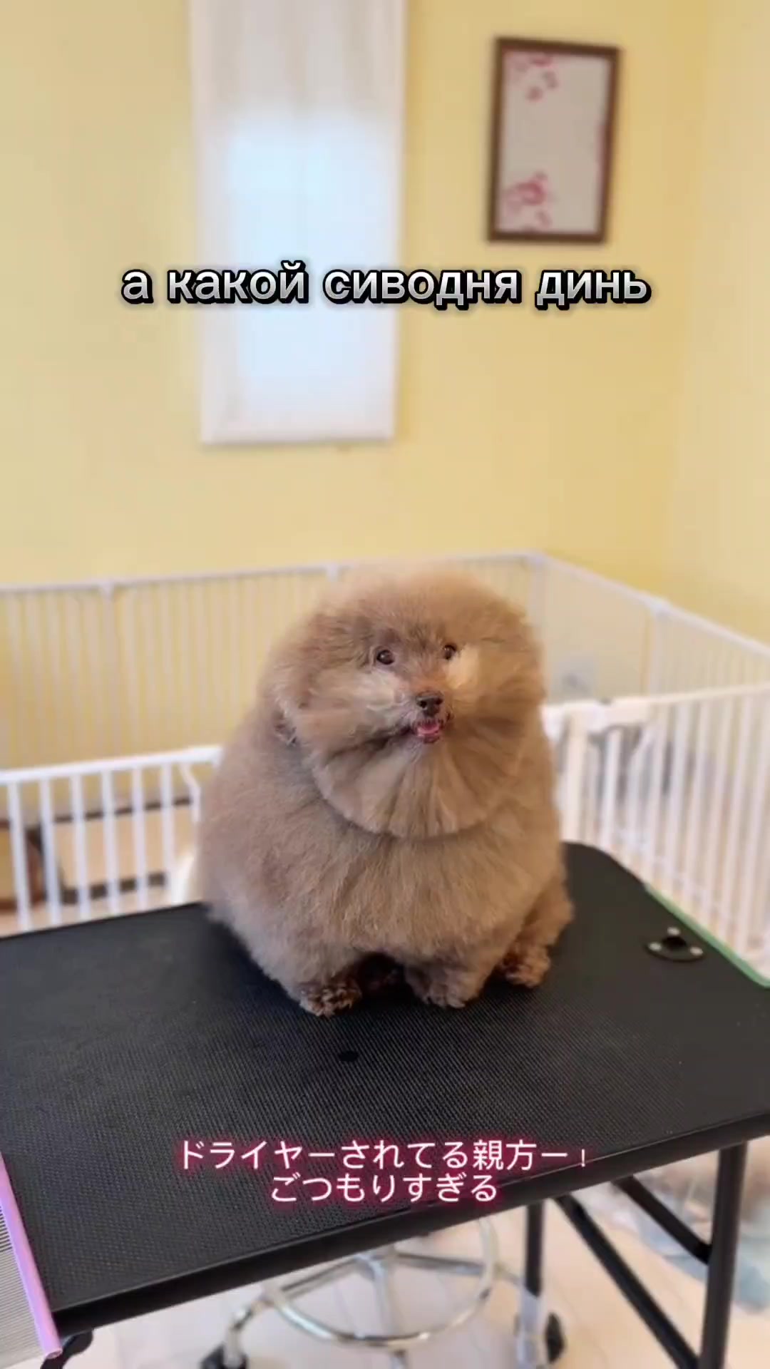 @ипучи