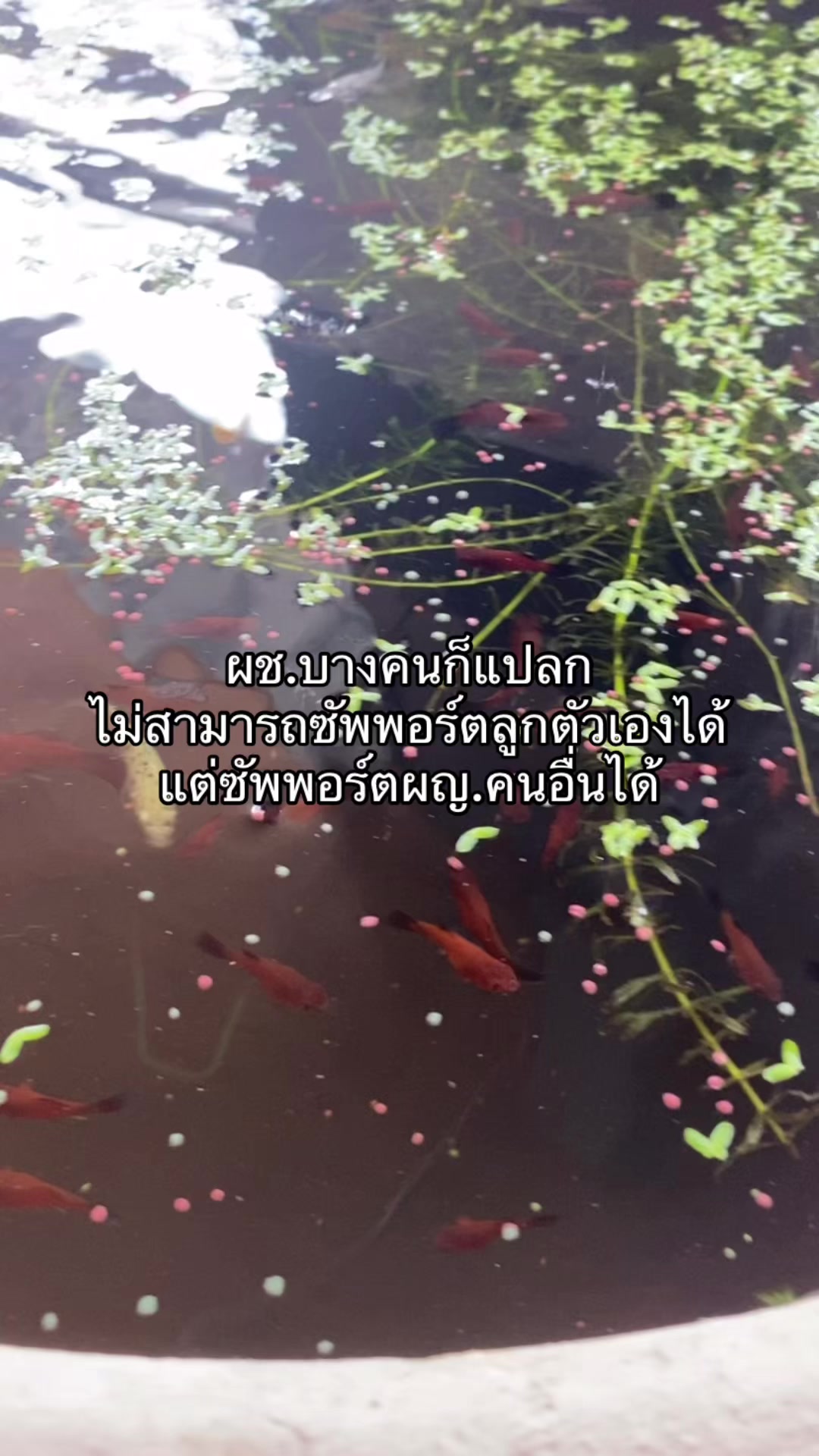 @ช่องนี้ด่าไม่เป็น