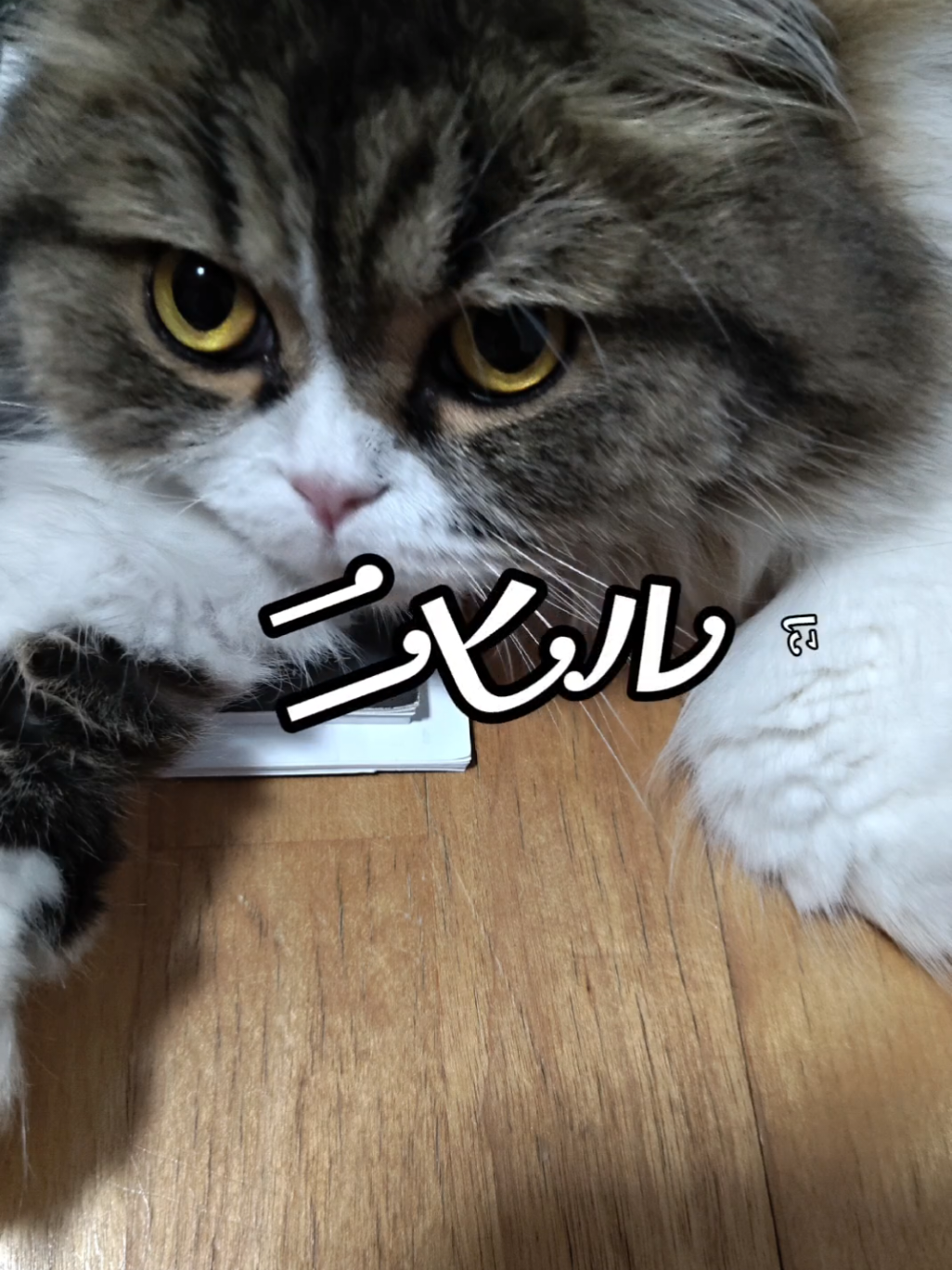 @にゃん太郎︎︎👍✌&sect;これがメインです😺
