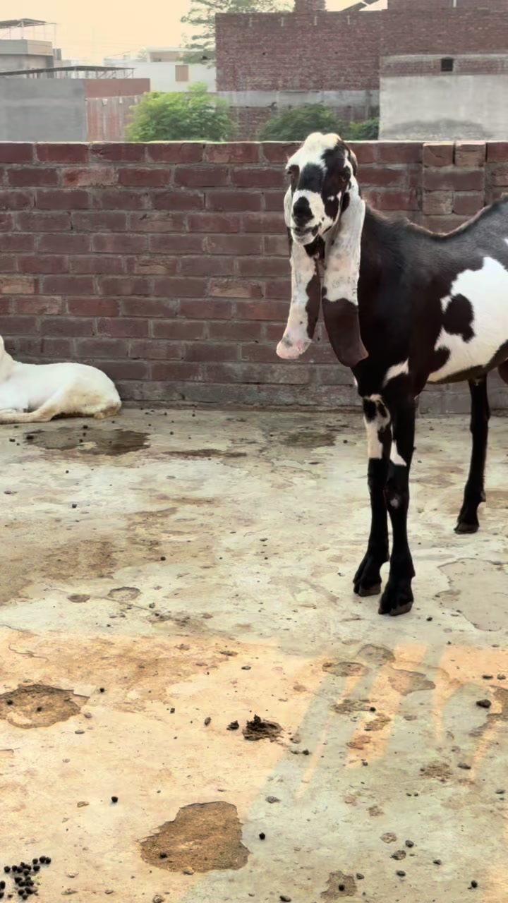 @Shiraz livestock