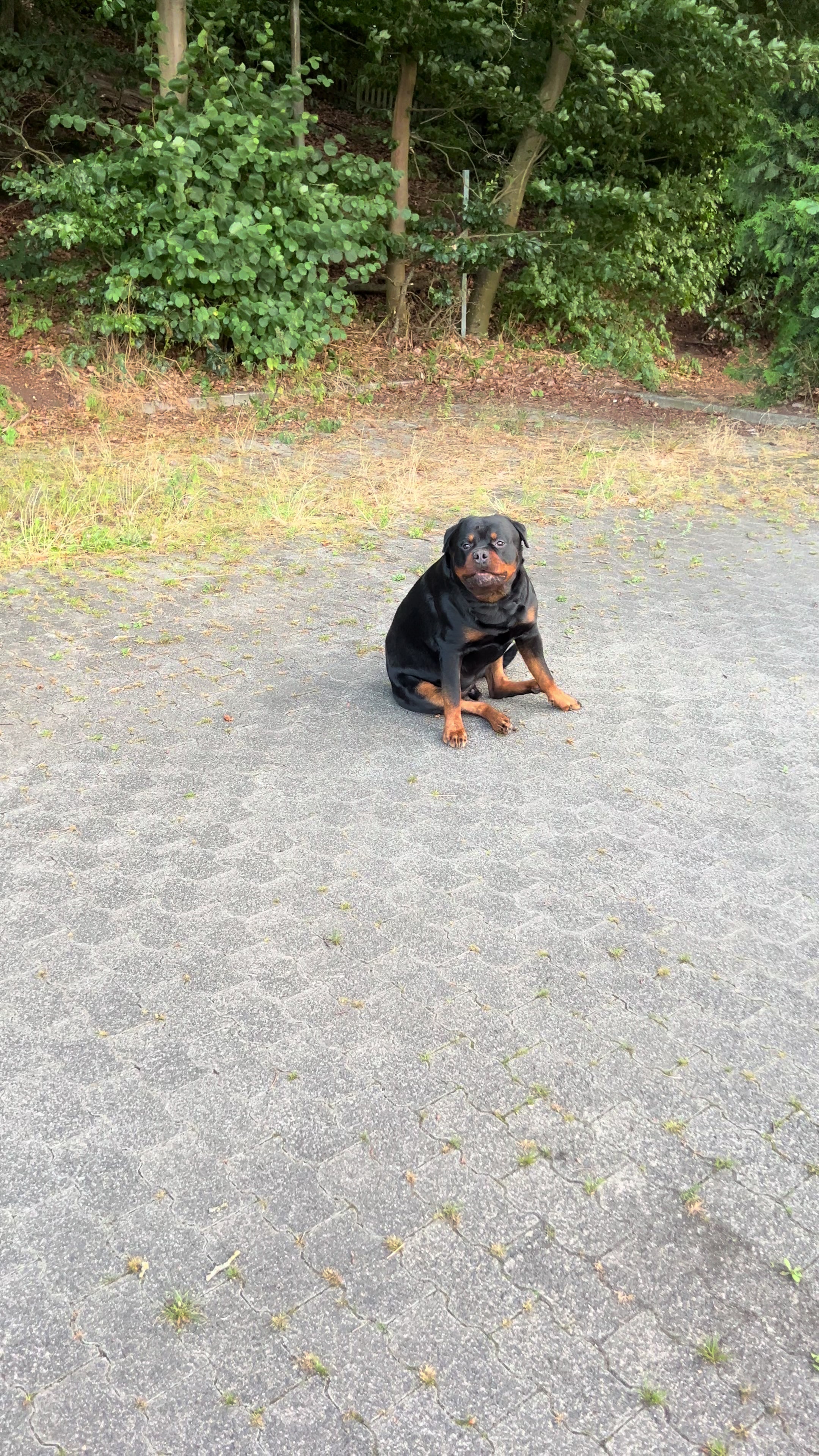 @Lucifer_Rottweiler