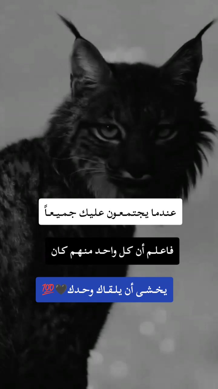 @𓆩🐺𝑾𝒂𝒍𝒆𝒅 𝑩𝒆𝒍𝒂𝒊𝒅𓆪