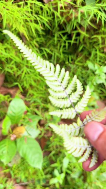 @Surya_adhikari1
