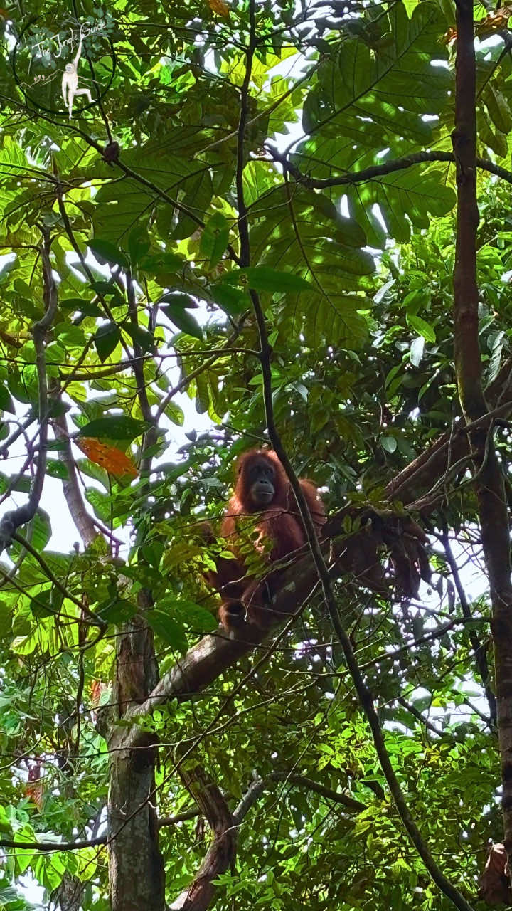 @The Jungle Guide