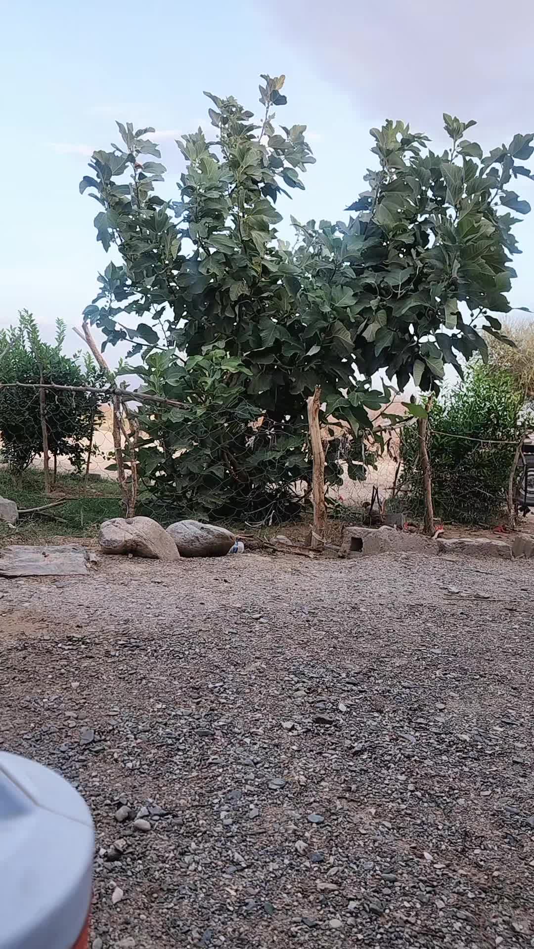 @الشاعر عبدالله مجرد الغنيمي
