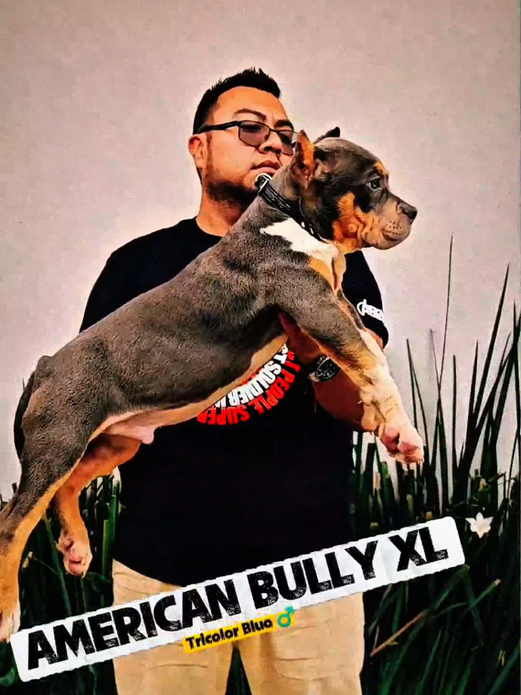 @GALVAN BULLY KENNEL OFFICIAL