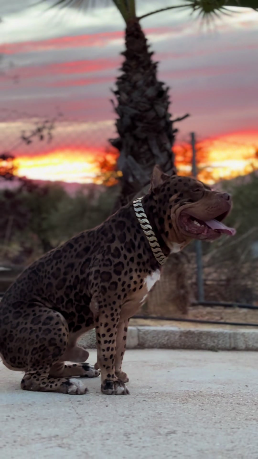 @deanthedogman1