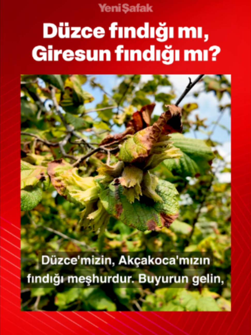 @Yeni Şafak
