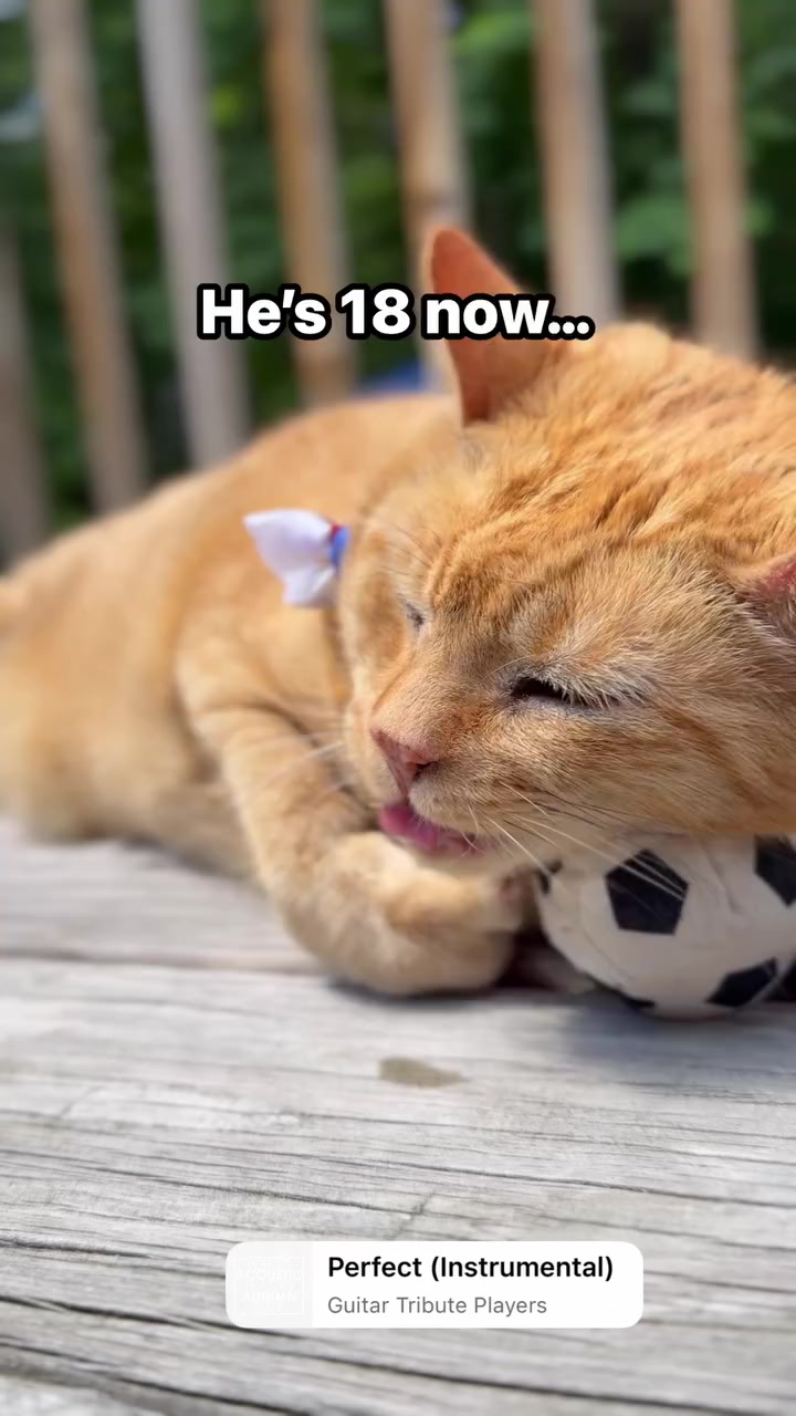 @POLLITO CAT