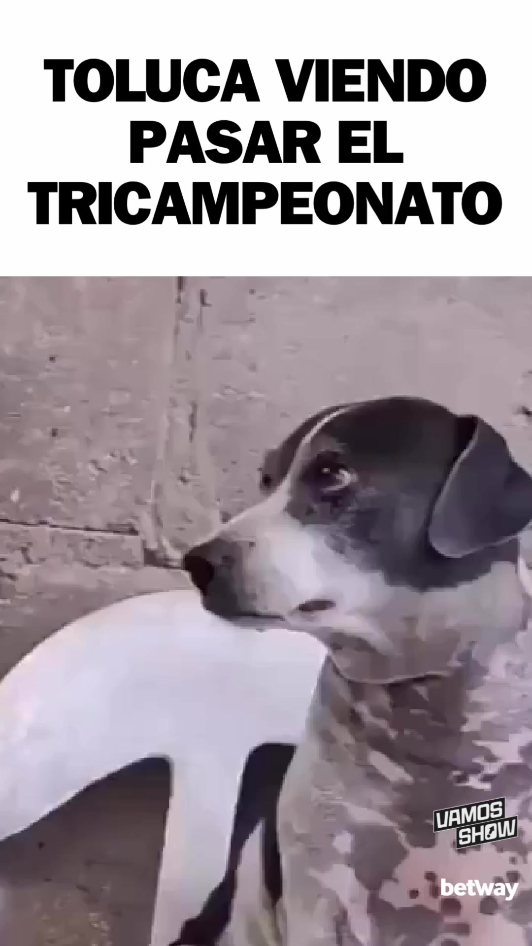 @Vamos Show