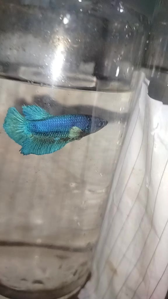 @Fish keeper